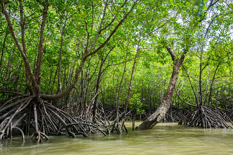 Phang Nga Bay - Mangrovenwälder