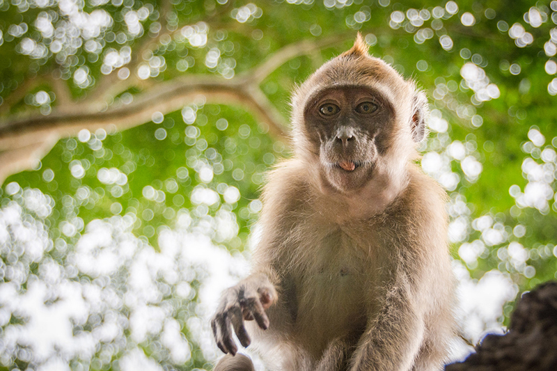 Khao Sok Nationalpark - Affen